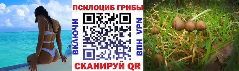 Псилоцибиновые грибы Psilocybe  магазин    Пятигорск 